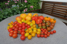 Tomaten 0924.JPG