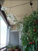 c002.webp