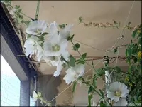c003.webp