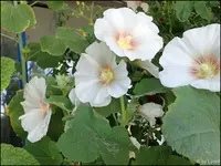 c004.webp