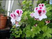 c008.webp
