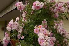 P1000452.JPG