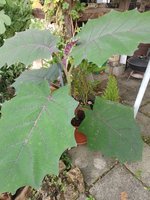 IMG_20240821_181955.jpg