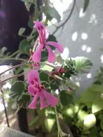 IMG_20240821_110139.webp