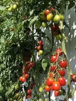 image.webp