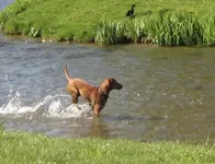 jasper maxie mai 2016 wachau - 8 2.webp