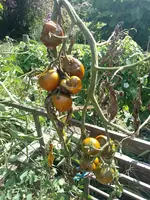 IMG_20240822_115009.webp