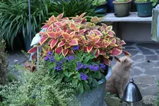 August       094.webp