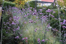 Verbena bonariensis-Sstraße 0124.JPG