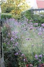 Verbena bonariensis-Sstraße 0224.JPG