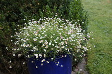 Spanisches Gänseblümchen   0124 JPG.JPG