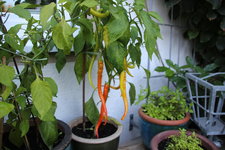 Paprika 0124.JPG