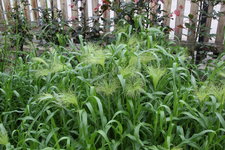 Gräser Panicum virgatum Fontaine 0124.jpg