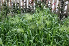 Gräser Panicum virgatum Fontaine 0124.webp