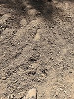 IMG_5347.jpeg