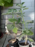 australischer_zitronenbaum.webp
