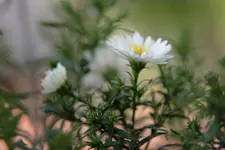 bluemchen.webp