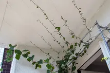 malabarspinat_decke.webp