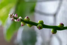 malabarspinat_knospen.webp