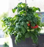 tomatennachzuegler.webp