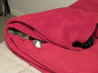 IMG_7227 v (2).JPG