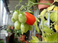 c010.webp