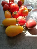 IMG_20240827_115726.webp