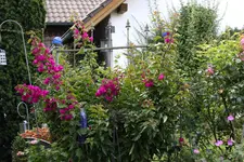 Terasse             4824.webp