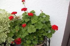 Terasse             5324.webp
