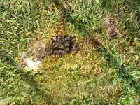 Pilz.webp