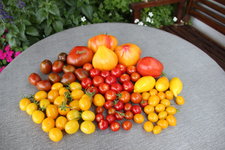 Tomaten 1024.JPG