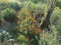 IMG_20240828_084238.webp