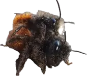 1724860293607.webp 1724860293607.webp
