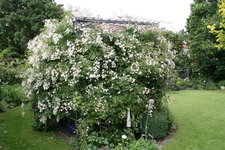 Rosentempel    0821.JPG