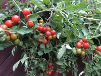 image.webp