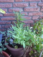 P1050823Pepino.JPG