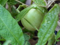 P1050824Pepino.JPG