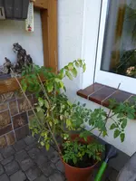 P1050756.webp