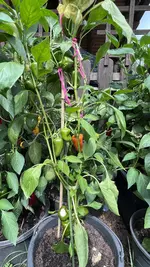 IMG_2072.jpeg