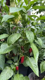 IMG_2075.jpeg
