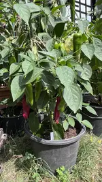 IMG_2077.jpeg
