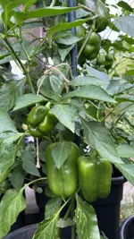 IMG_2079.jpeg