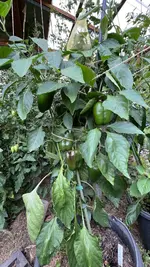IMG_2081.jpeg