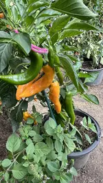 IMG_2094.jpeg