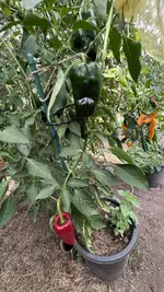IMG_2096.jpeg