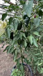 IMG_2099.jpeg