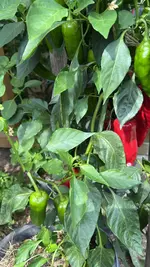 IMG_2101.jpeg