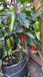 IMG_2103.jpeg
