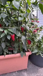 IMG_2106.jpeg