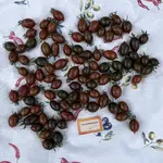 IMG_2122.jpeg